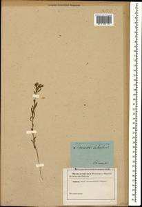 Лен узловатоцветковый L., Кавказ (без точных местонахождений) (K0)