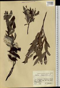 Ива лопарская L., Сибирь, Западная Сибирь (S1) (Россия)