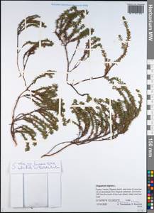 Водяника черная, Шикша черная L., Сибирь, Якутия (S5) (Россия)