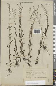 Незабудка дубравная Besser, Восточная Европа, Белоруссия (E3a) (Белоруссия)