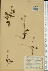 Лютик близкий C.A.Mey., Восточная Европа, Северный район (E1) (Россия)