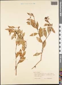 Magnoliopsida, Австралия и Океания (AUSTR) (Французская Полинезия)