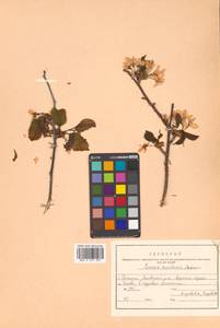 Prunus nipponica var. kurilensis (Miyabe) E. H. Wilson, Сибирь, Дальний Восток (S6) (Россия)