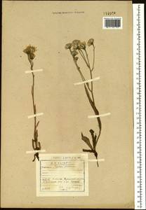 Tephroseris helenitis subsp. helenitis, Сибирь, Прибайкалье и Забайкалье (S4) (Россия)