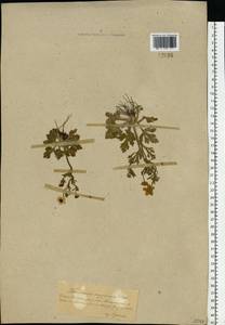 Лютик остросеменной, Лютик остроплодный Willd., Восточная Европа, Южно-Украинский район (E12) (Украина)