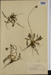 Thrincia tuberosa (L.) DC., Западная Европа (EUR) (Италия)