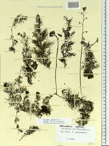 Пузырчатка обыкновенная L., Восточная Европа, Центральный лесной район (E5) (Россия)