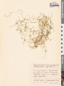 Лютик распростертый, Лютик стелющийся L., Сибирь, Чукотка и Камчатка (S7) (Россия)