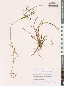Рдест Фриза, Рдест Фриса Rupr., Сибирь, Чукотка и Камчатка (S7) (Россия)