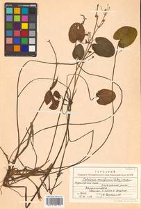 Кальдезия белозоролистная (L.) Parl., Сибирь, Дальний Восток (S6) (Россия)