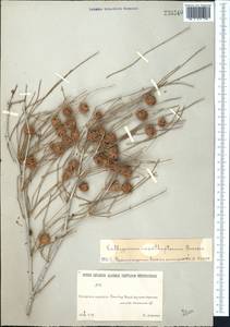 Calligonum acanthopterum I. G. Borshch., Средняя Азия и Казахстан, Каракумы (M6) (Туркмения)