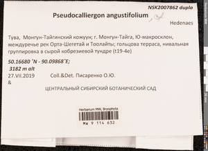 Drepanocladus angustifolius (Hedenäs) Hedenäs & Rosborg, Гербарий мохообразных, Мхи - Красноярский край, Тыва и Хакасия (B17) (Россия)