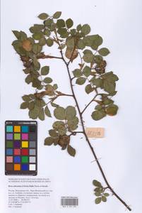 Шиповник почти-собачий (Christ) Dalla Torre & Sarnth., Восточная Европа, Московская область и Москва (E4a) (Россия)