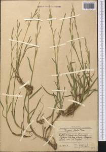 Манник замеченный Chevall., Средняя Азия и Казахстан, Западный Тянь-Шань и Каратау (M3) (Узбекистан)