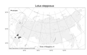 Lotus stepposus, Лядвенец степной Kramina, Атлас флоры России (FLORUS) (Россия)