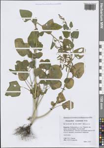 Марь остроконечная Willd., Сибирь, Прибайкалье и Забайкалье (S4) (Россия)