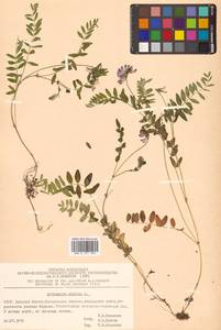 Астрагал альпийский L., Сибирь, Чукотка и Камчатка (S7) (Россия)