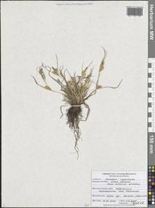 Осока ржаная Willd. ex Wahlenb., Восточная Европа, Центральный лесостепной район (E6) (Россия)