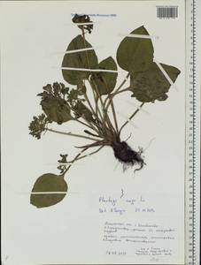 Подорожник большой L., Восточная Европа, Центральный район (E4) (Россия)