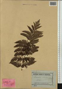 Тодея варварская (L.) Moore, Австралия и Океания (AUSTR) (Австралия)