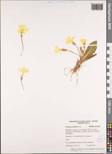 Primula vulgaris subsp. vulgaris, Западная Европа (EUR) (Швейцария)