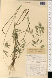 Костер японский Houtt., Монголия (MONG) (Монголия)