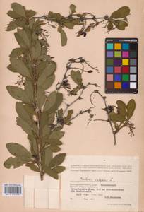 Барбарис обыкновенный L., Восточная Европа, Нижневолжский район (E9) (Россия)