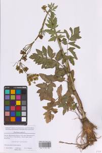 Пастернак посевной L., Восточная Европа, Московская область и Москва (E4a) (Россия)