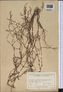 Спорыш отклоненный, Горец отклоненный M.Bieb., Средняя Азия и Казахстан, Муюнкумы, Прибалхашье и Бетпак-Дала (M9) (Казахстан)