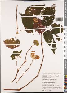 Begonia cathayana Hemsl., Зарубежная Азия (ASIA) (Вьетнам)