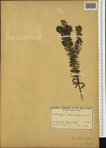 Westringia fruticosa (Willd.) Druce, Австралия и Океания (AUSTR) (Австралия)