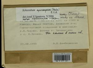 Schistidium apocarpum (Hedw.) Bruch & Schimp., Гербарий мохообразных, Мхи - Закавказье (B13) (Южная Осетия)