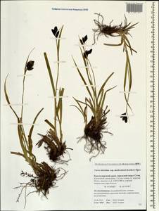 Carex aterrima subsp. medwedewii (Leskov) T.V.Egorova, Кавказ, Краснодарский край и Адыгея (K1a) (Россия)