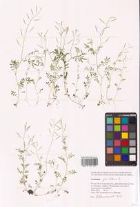 Сердечник мелкоцветковый L., Восточная Европа, Нижневолжский район (E9) (Россия)