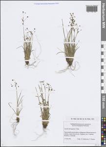 Luzula arcuata subsp. unalaschkensis (Buchenau) Hultén, Сибирь, Чукотка и Камчатка (S7) (Россия)