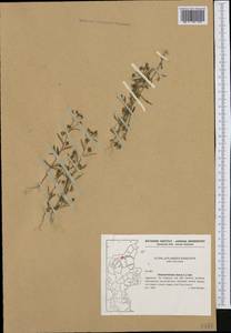 Chaenorhinum minus subsp. minus, Западная Европа (EUR) (Дания)
