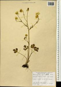 Ranunculus sprunerianus Boiss., Зарубежная Азия (ASIA) (Турция)