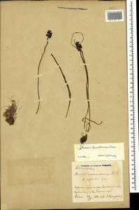 Мышиный гиацинт незамеченный Guss. ex Ten., Кавказ, Азербайджан (K6) (Азербайджан)
