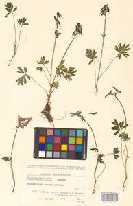 Corydalis arctica subsp. arctica, Сибирь, Чукотка и Камчатка (S7) (Россия)