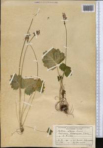 Primula matthioli subsp. altaica (Losinsk.) Kovt., Средняя Азия и Казахстан, Джунгарский Алатау и Тарбагатай (M5) (Казахстан)