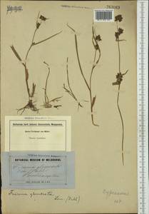 Fuirena ciliaris (L.) Roxb., Австралия и Океания (AUSTR) (Австралия)