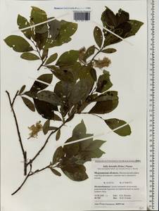 Salix myrsinifolia subsp. borealis (Fr.) Hyl., Восточная Европа, Северный район (E1) (Россия)