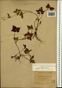 Ranunculus sieboldii Miq., Зарубежная Азия (ASIA) (Япония)