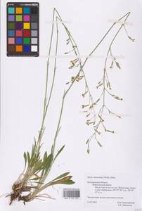 Смолевка зеленоцветковая (Willd.) Ehrh., Восточная Европа, Центральный лесостепной район (E6) (Россия)