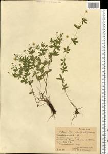 Лапчатка прямостоячая, Калган (L.) Raeusch., Восточная Европа, Западно-Украинский район (E13) (Украина)