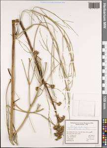 Ferulago carduchorum Boiss. & Hausskn., Зарубежная Азия (ASIA) (Иран)