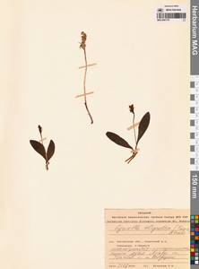 Platanthera oligantha Turcz., Сибирь, Чукотка и Камчатка (S7) (Россия)
