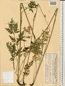 Silphiodaucus prutenicus (L.) Spalik, Wojew., Banasiak, Piwczyñski & Reduron, Восточная Европа, Волжско-Камский район (E7) (Россия)