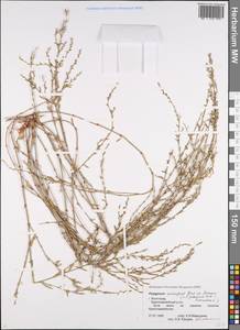 Спорыш птичий, Горец птичий  (Boreau) Berher, Восточная Европа, Нижневолжский район (E9) (Россия)