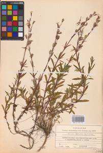 Смолевка татарская (L.) Pers., Восточная Европа, Северный район (E1) (Россия)